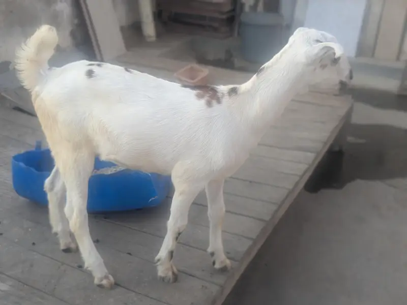 teedy kids 1 male and 2 famle pair.   3 female for patari — photo 8