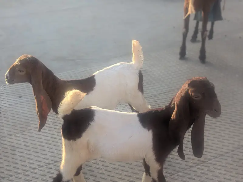 teedy kids 1 male and 2 famle pair.   3 female for patari — photo 9