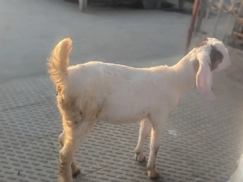 teedy kids 1 male and 2 famle pair.   3 female for patari — photo 10