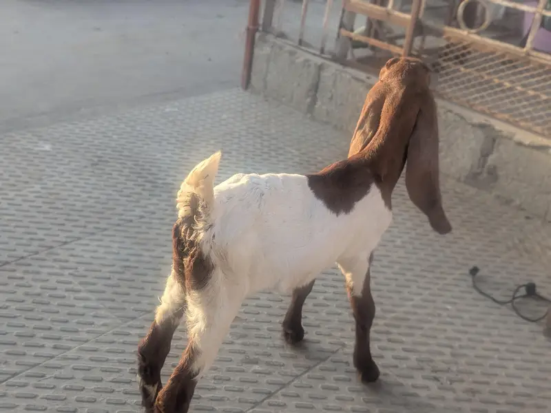 teedy kids 1 male and 2 famle pair.   3 female for patari — photo 11
