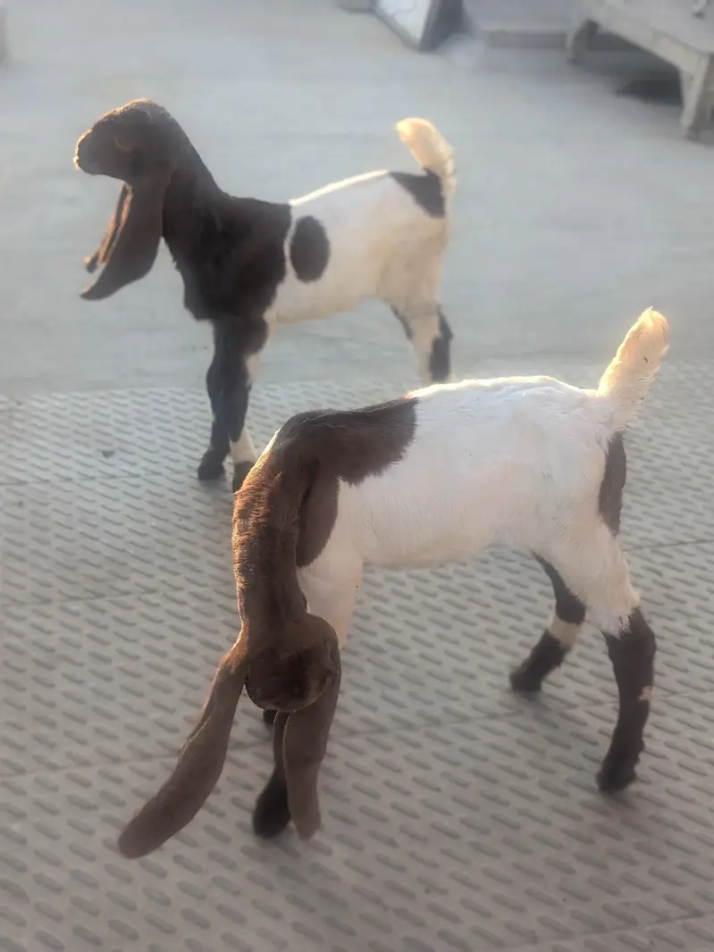 teedy kids 1 male and 2 famle pair.   3 female for patari — photo 12