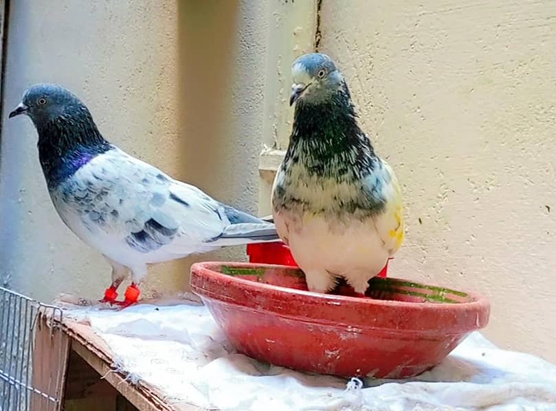 Ghashi pair 0