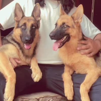 German shepherd puppies short code