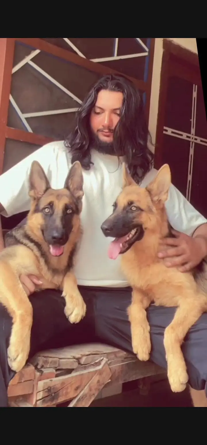 German shepherd puppies short code — photo 2