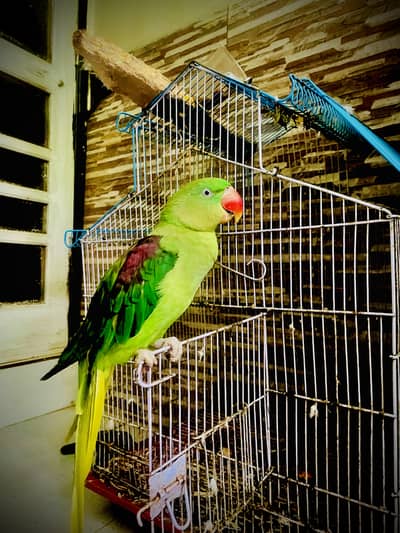 Raw alexandarine healthy parrot for sale