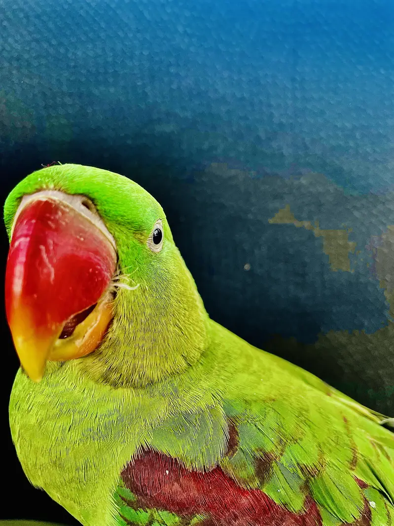 Raw alexandarine healthy parrot for sale — photo 2
