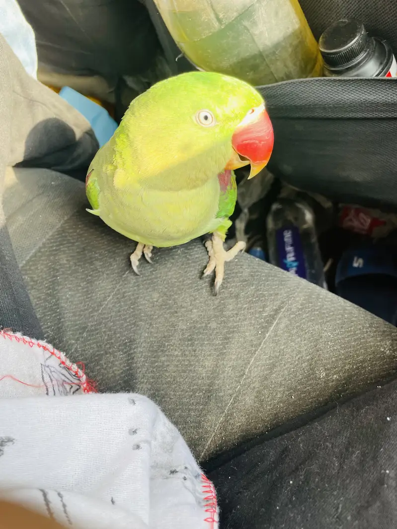 Raw alexandarine healthy parrot for sale — photo 3