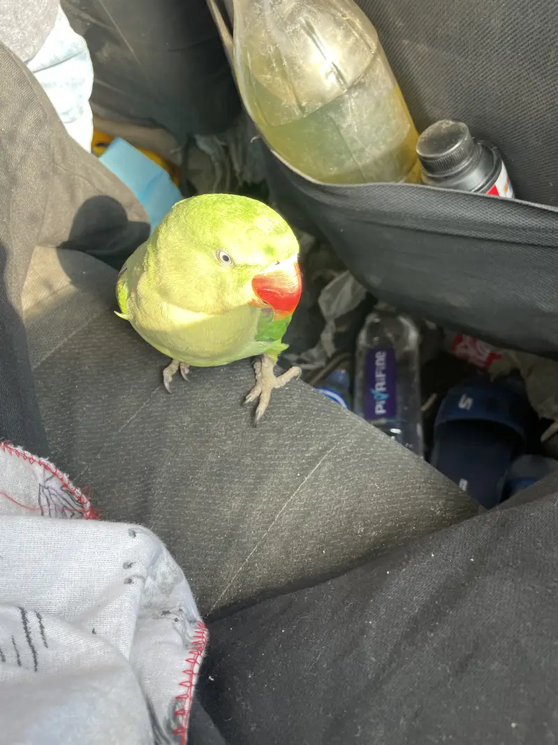 Raw alexandarine healthy parrot for sale — photo 4