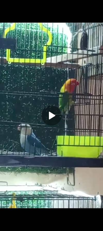 100% breader pair cross horaha video available