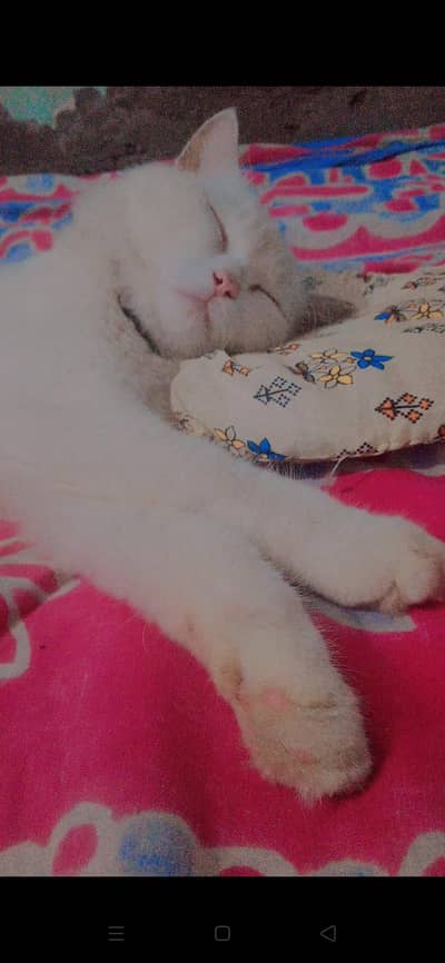 cat male full white colour healthy and active for sale