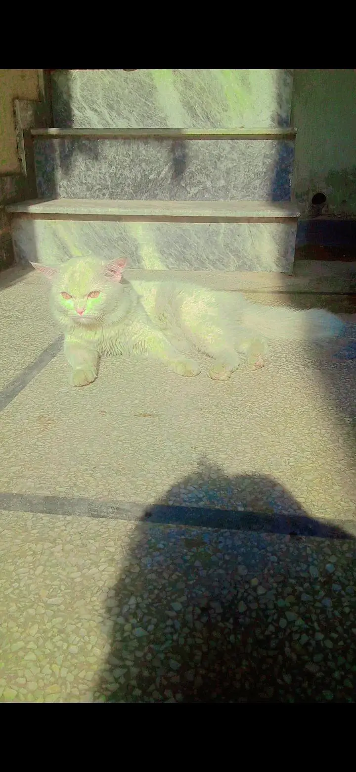 cat male full white colour healthy and active for sale — photo 4