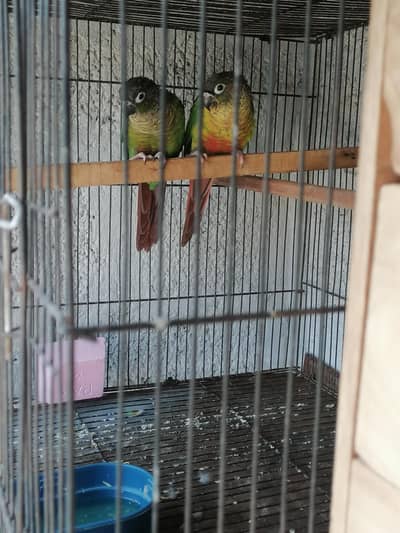 Green chick conure breeder pair 100 %breeder pair hy all ok hy