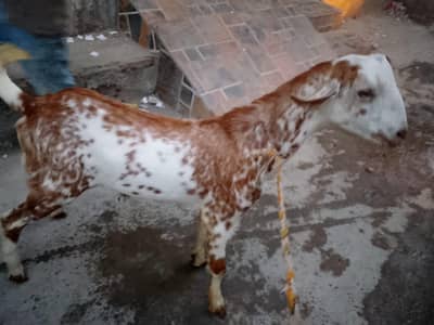barbari tedda 0309/2497/650