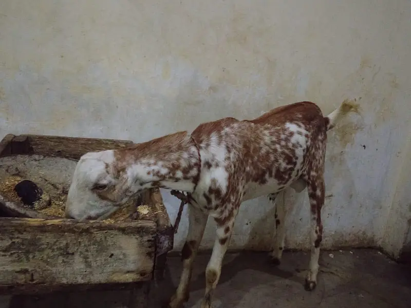 barbari tedda 0309/2497/650 — photo 3