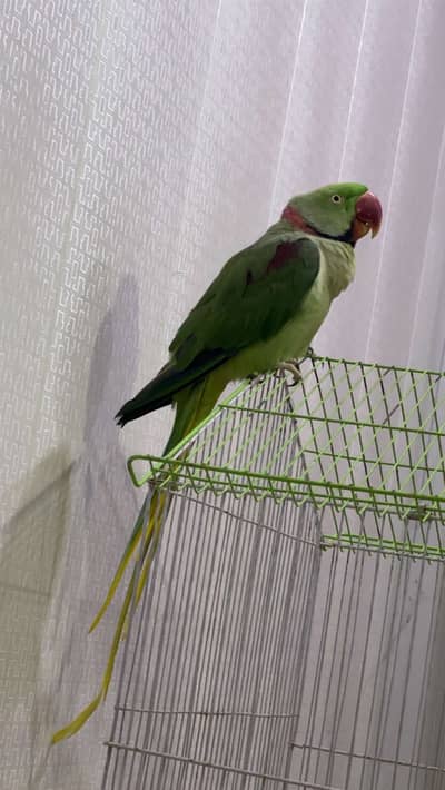 Raw male parrot