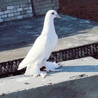 fancy pigeon kabotar only female
