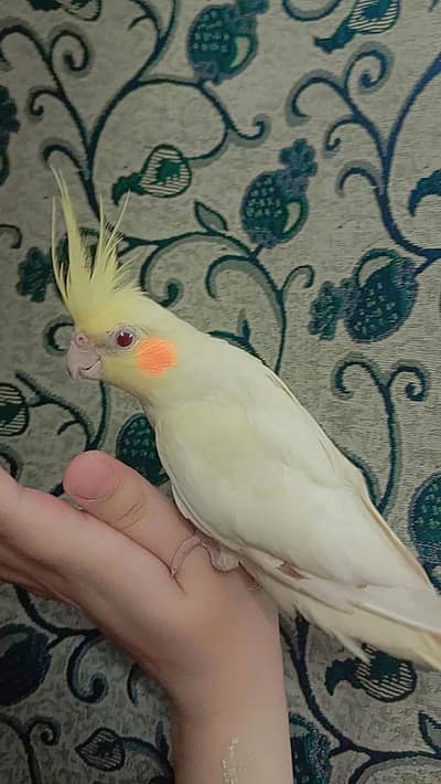 tammed cockatiel