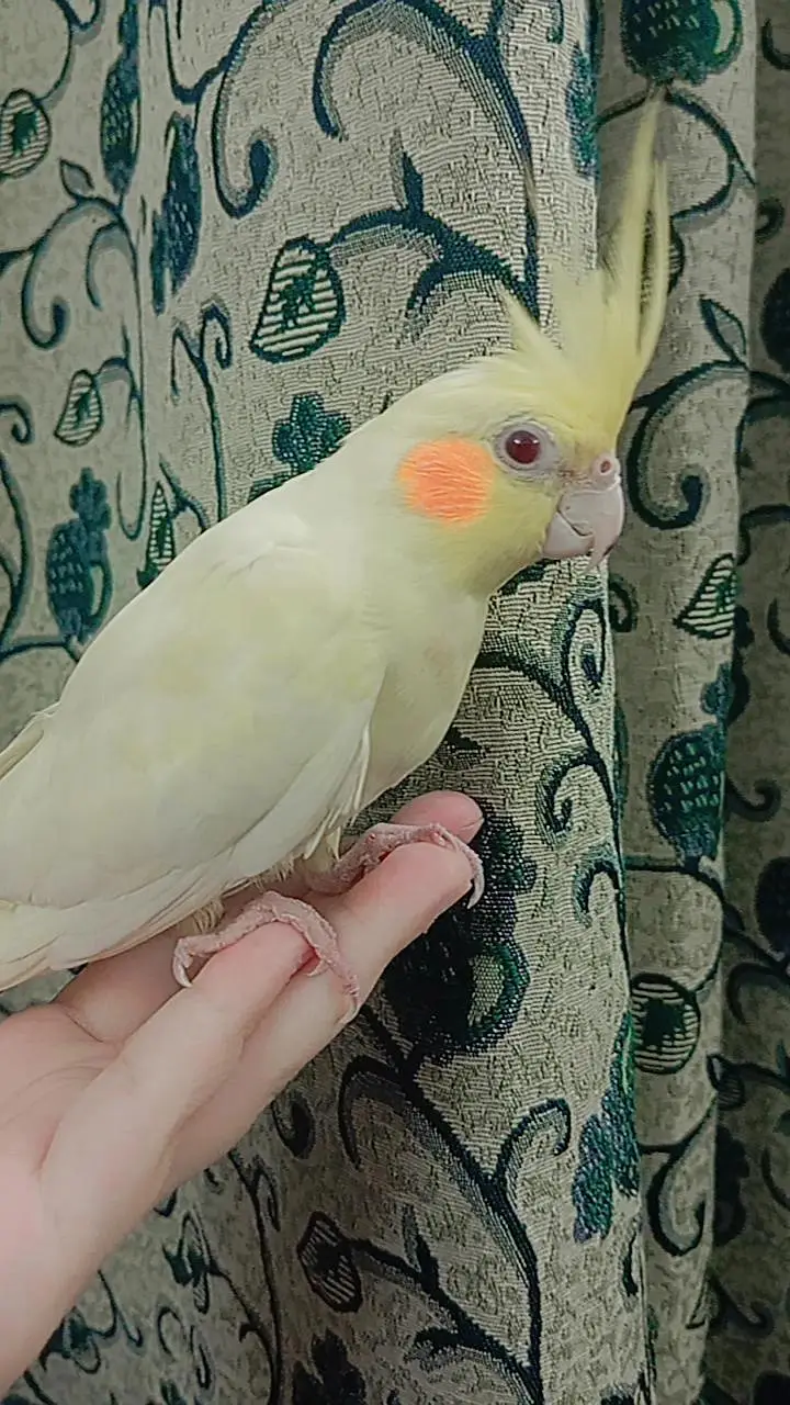 tammed cockatiel — photo 2