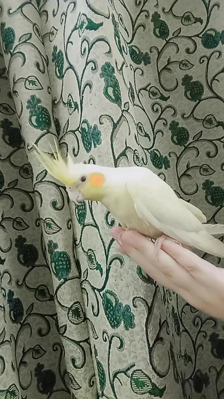 tammed cockatiel — photo 3
