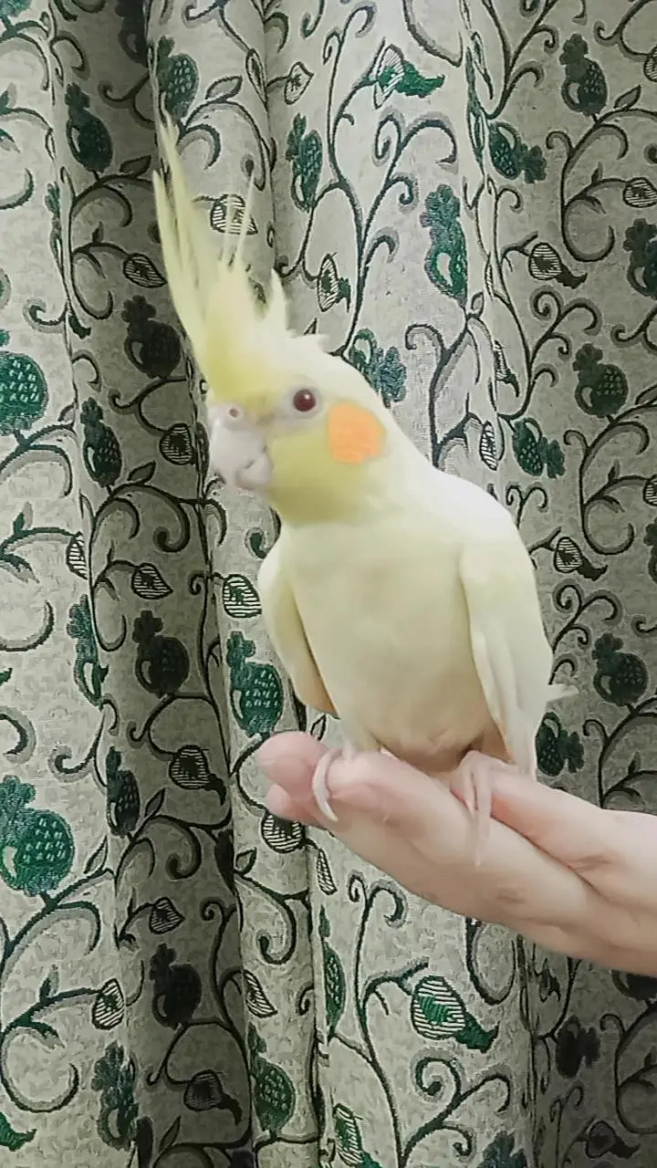 tammed cockatiel — photo 4