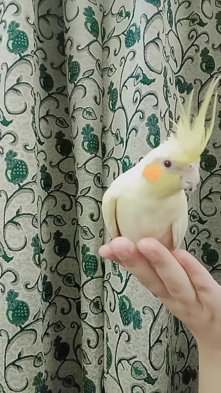 tammed cockatiel — photo 5