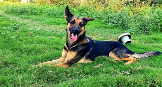 German shepherd