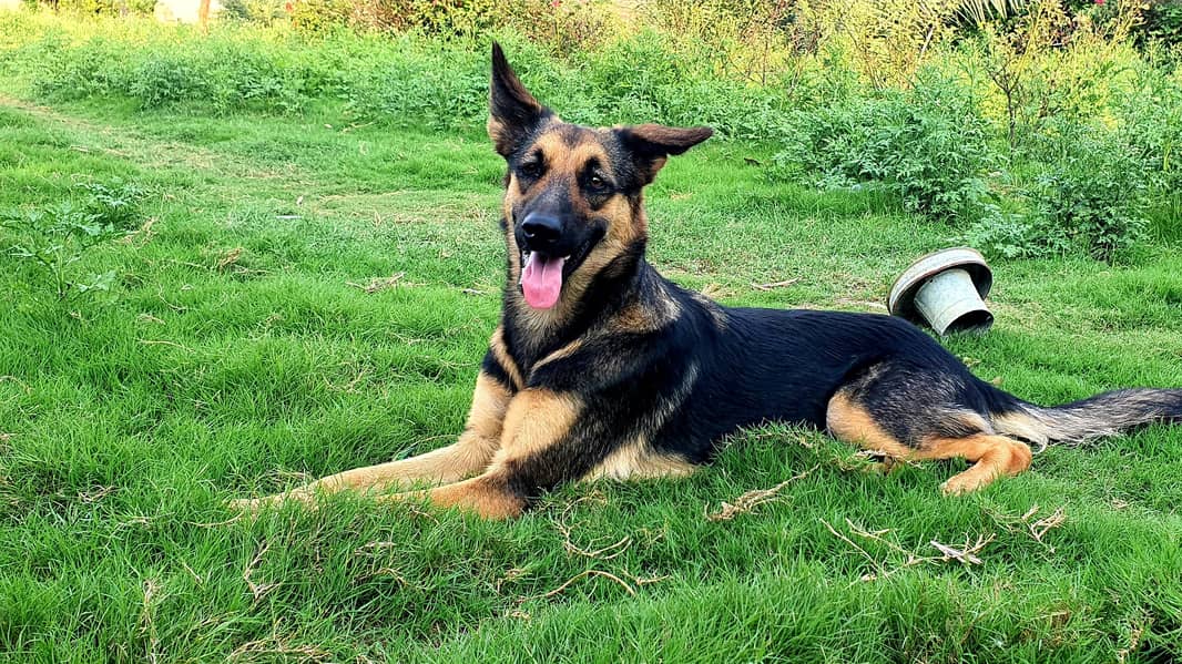 German shepherd 1