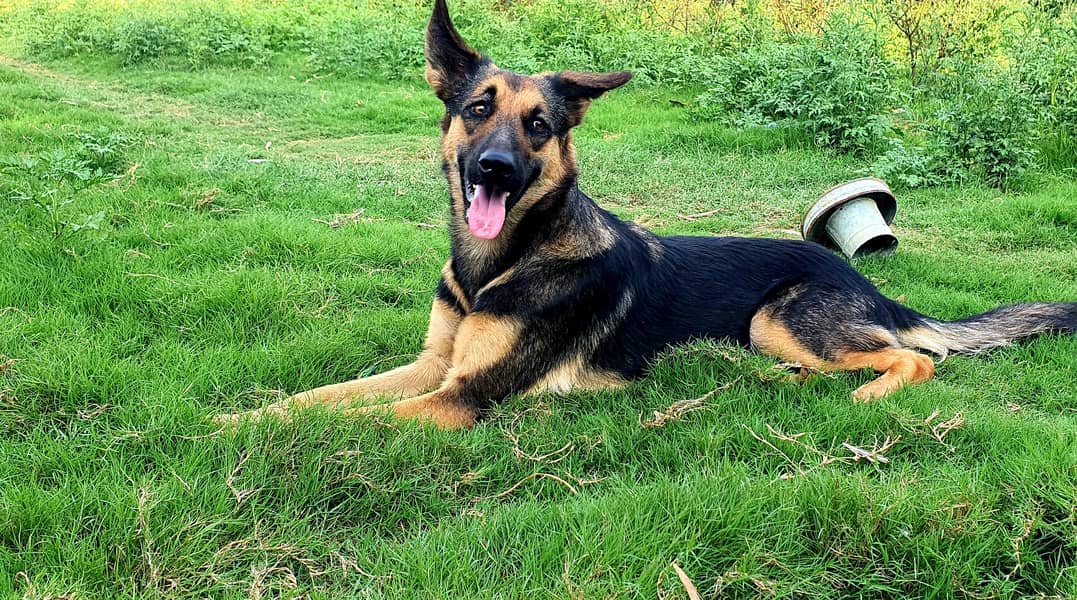 German shepherd 2
