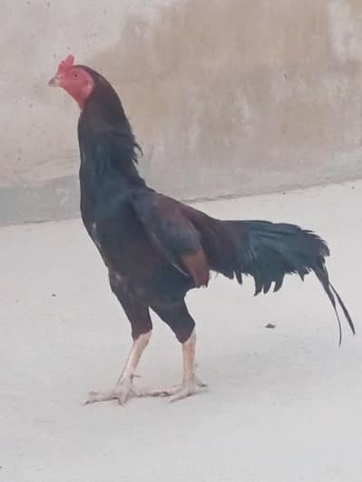 Lakha Aseel Pure Punjab's breed