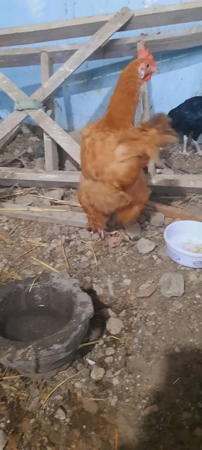 heavy goldenbuff chicks