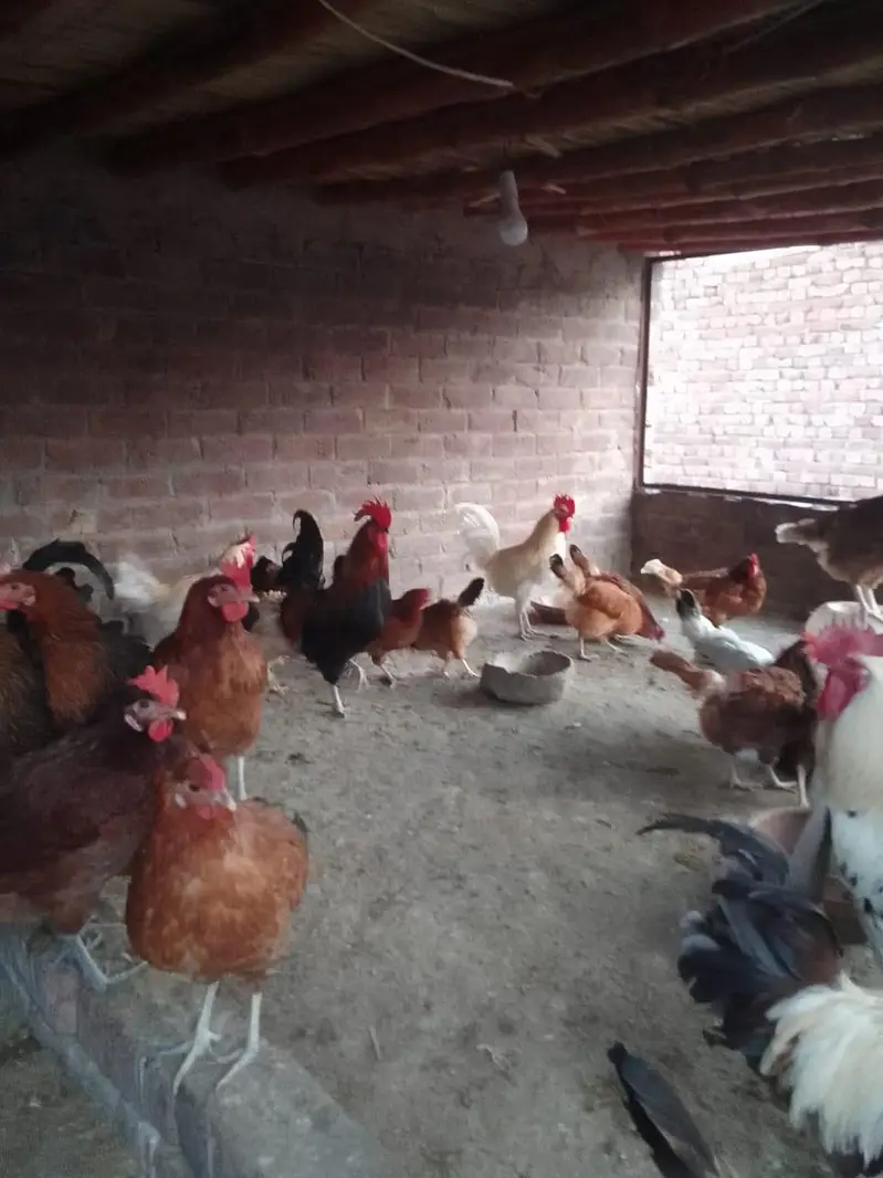 Pure Desi fresh eggs