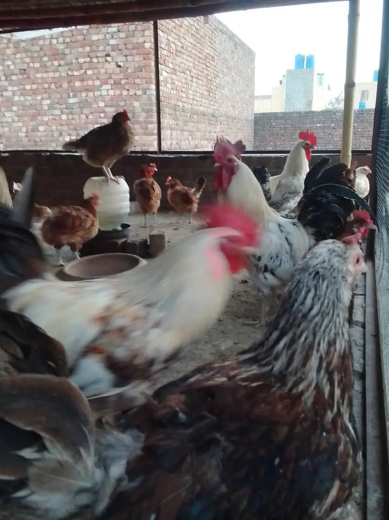 Pure Desi fresh eggs — photo 2