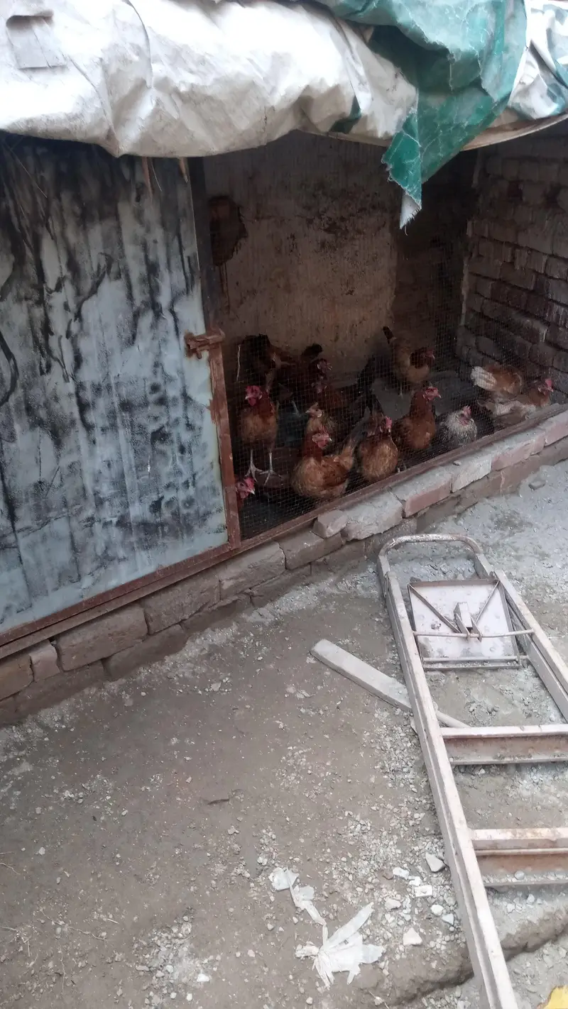 Pure Desi fresh eggs — photo 3