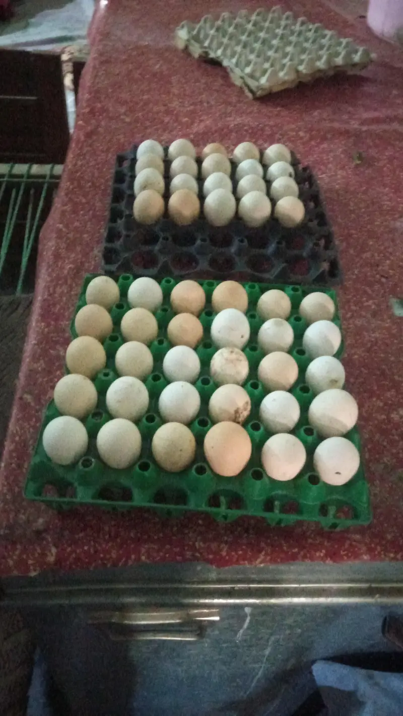 Pure Desi fresh eggs — photo 4