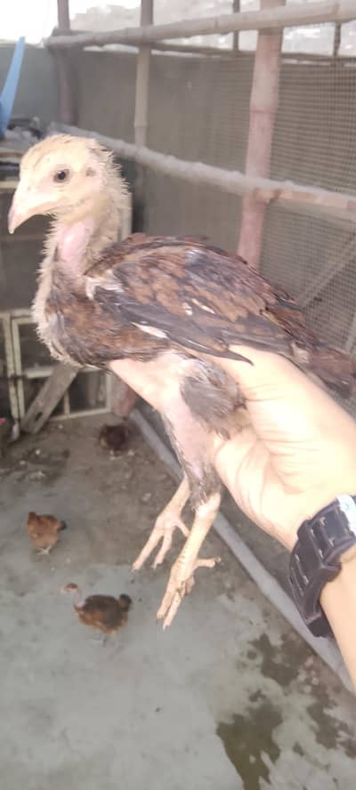Desi murgi and murga available hai contate ya Wala hai ok 03417028142
