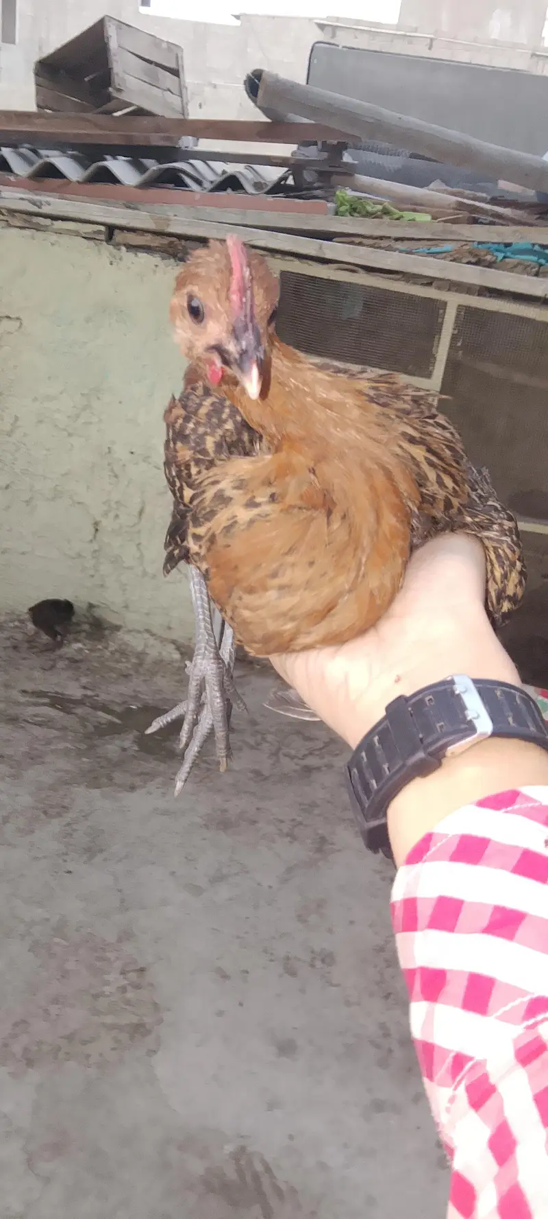 Desi murgi and murga available hai contate ya Wala hai ok 03417028142 — photo 2