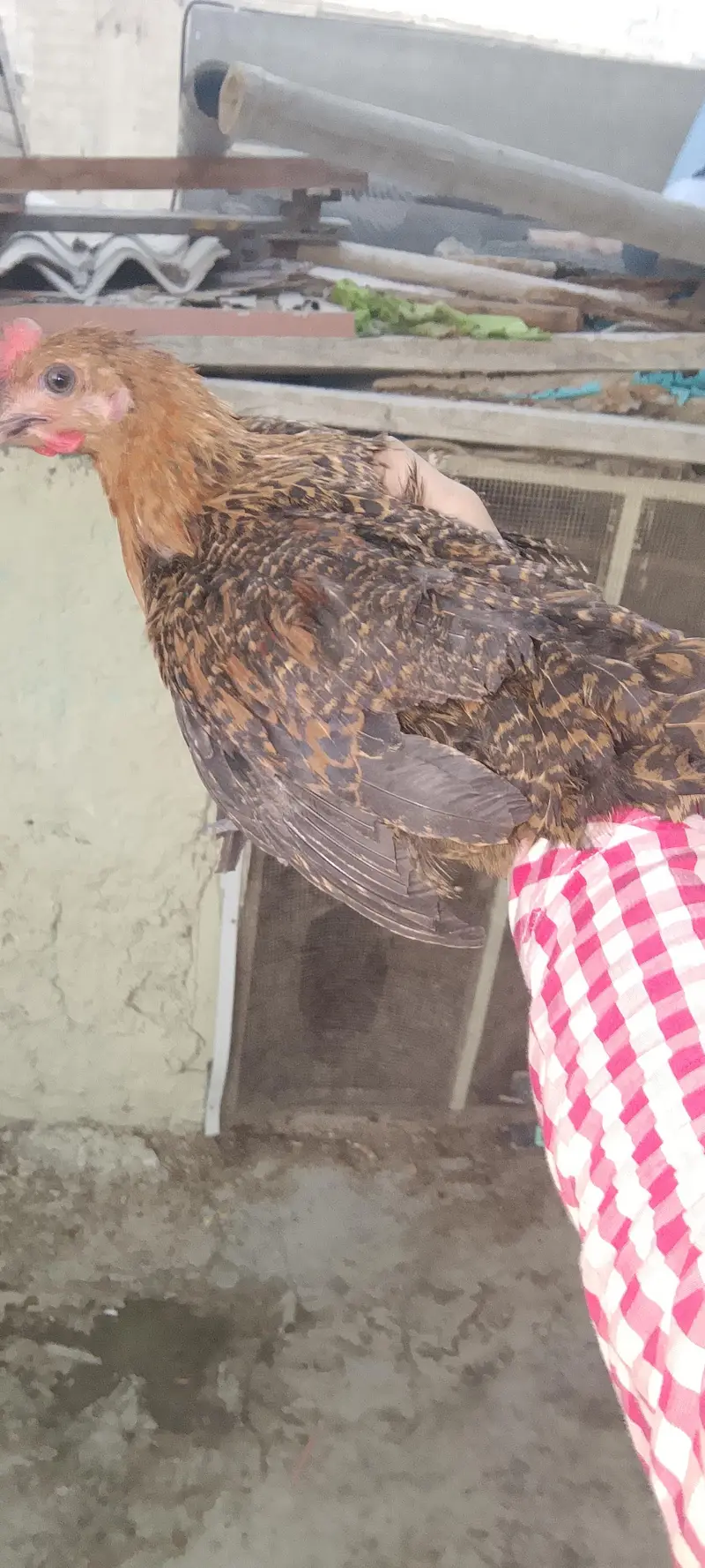 Desi murgi and murga available hai contate ya Wala hai ok 03417028142 — photo 3