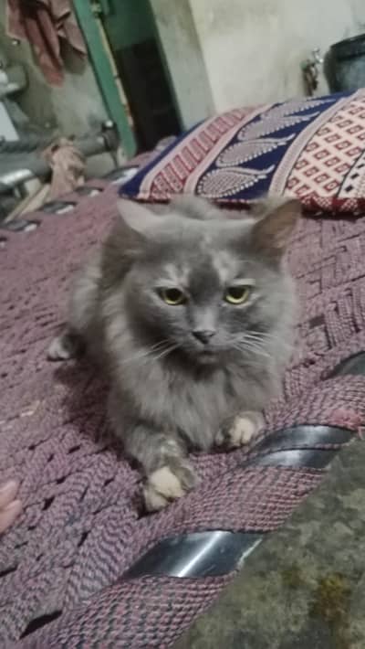 grey Persian cat