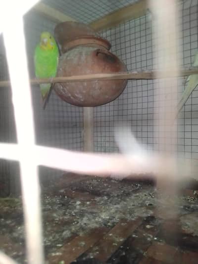cocktail family and a beautiful pair of Australian parrot