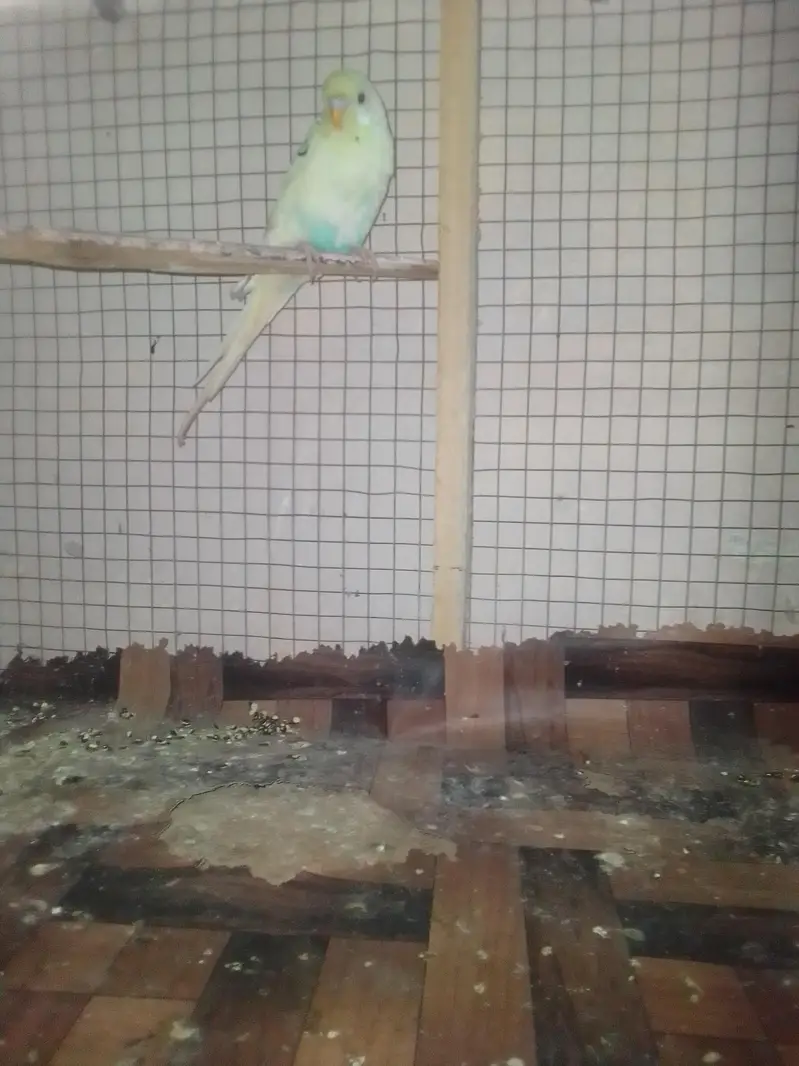 cocktail family and a beautiful pair of Australian parrot — photo 2
