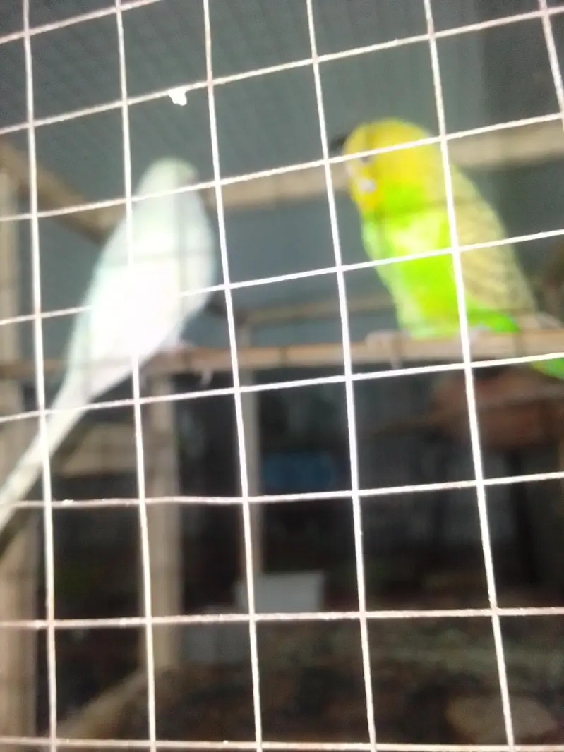 cocktail family and a beautiful pair of Australian parrot — photo 3