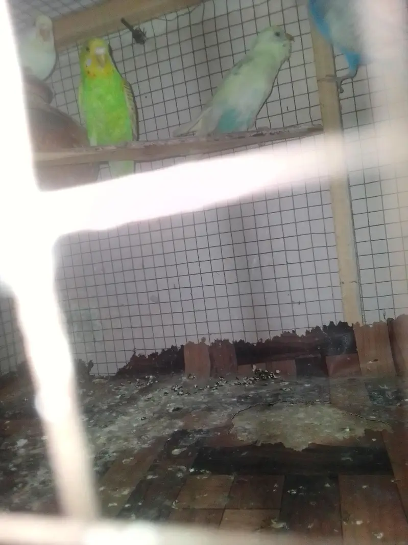 cocktail family and a beautiful pair of Australian parrot — photo 5