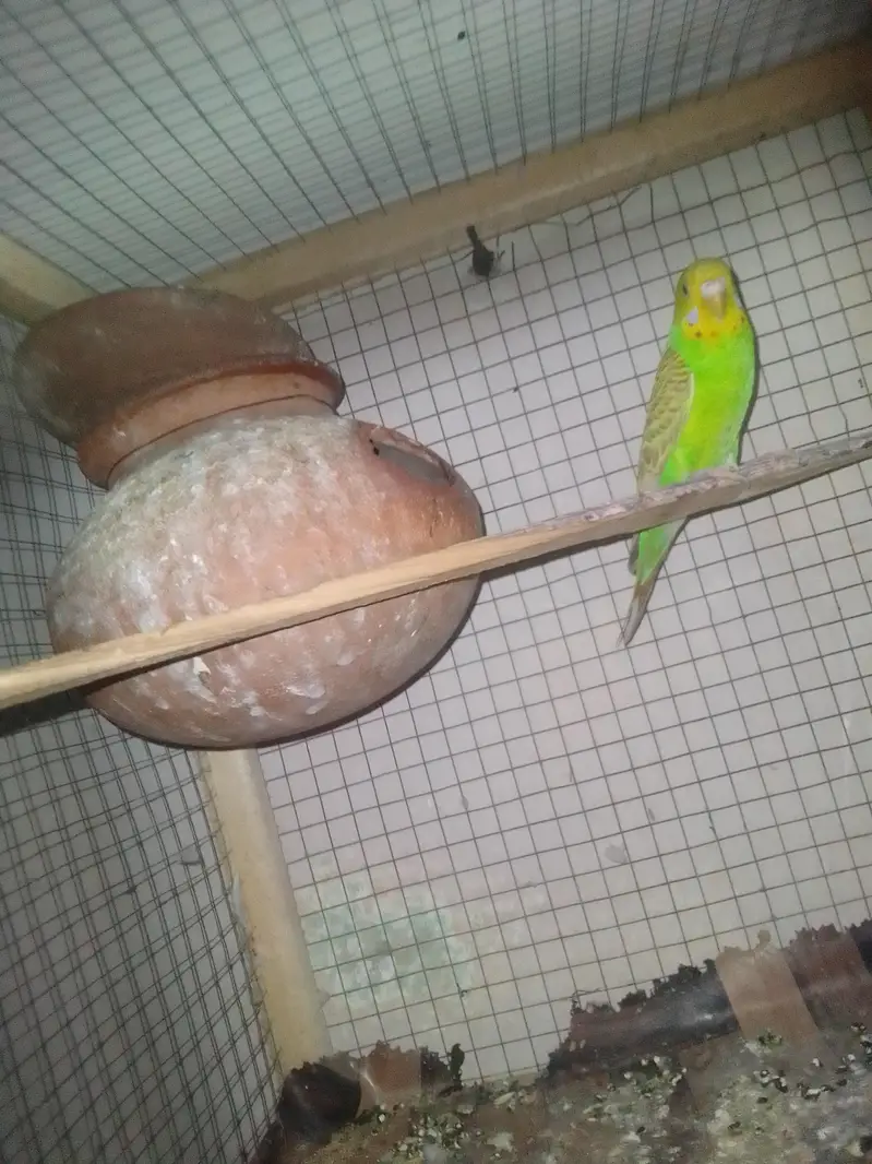 cocktail family and a beautiful pair of Australian parrot — photo 7