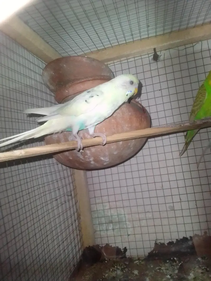 cocktail family and a beautiful pair of Australian parrot — photo 8