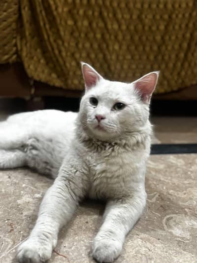 person cat