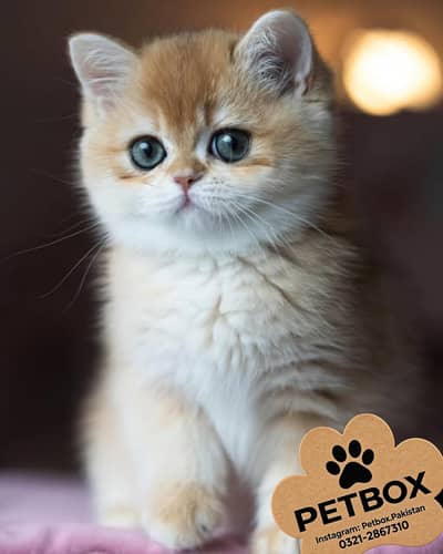 BRITISH SHORT HAIR KITTEN