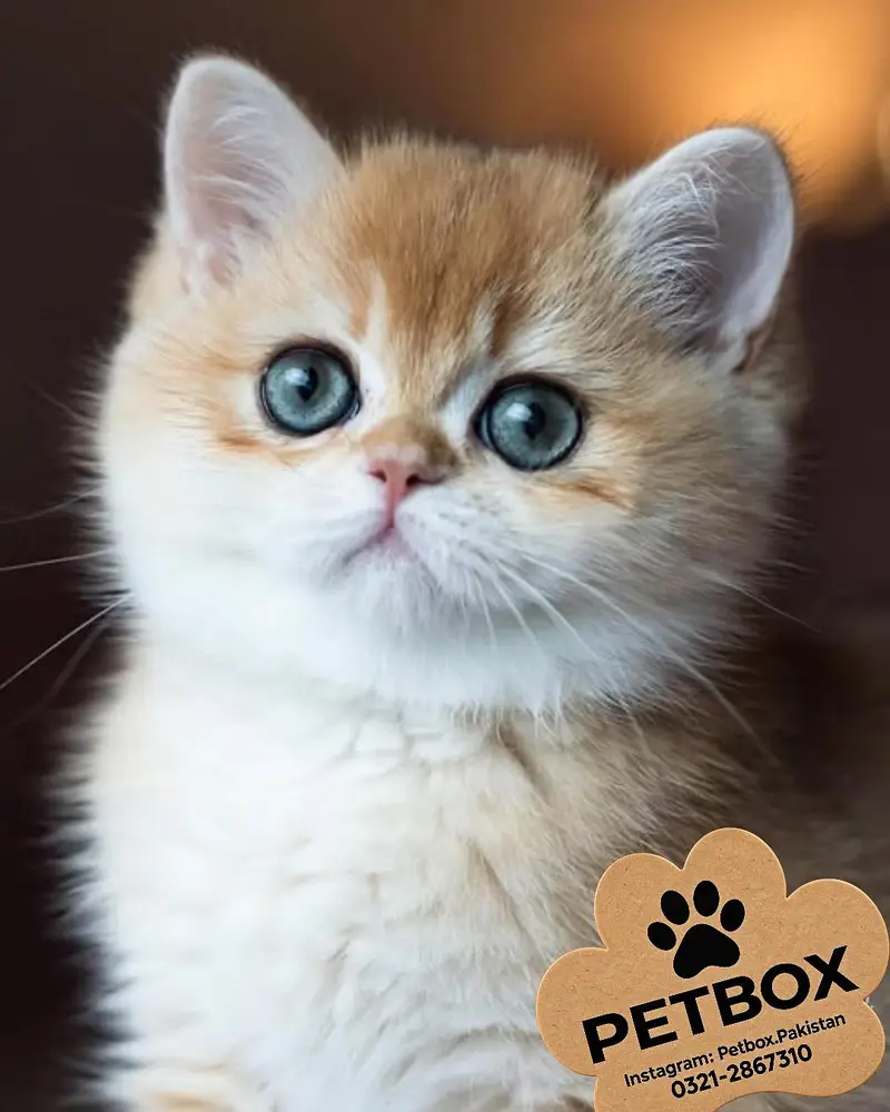 BRITISH SHORT HAIR KITTEN — photo 2