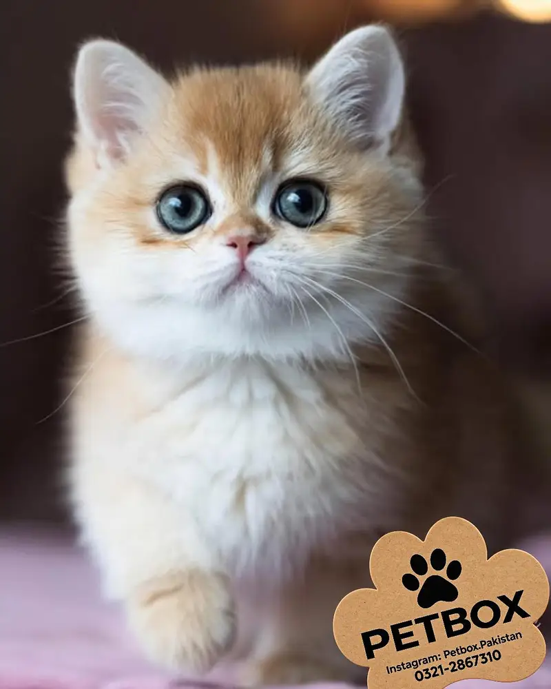 BRITISH SHORT HAIR KITTEN — photo 3