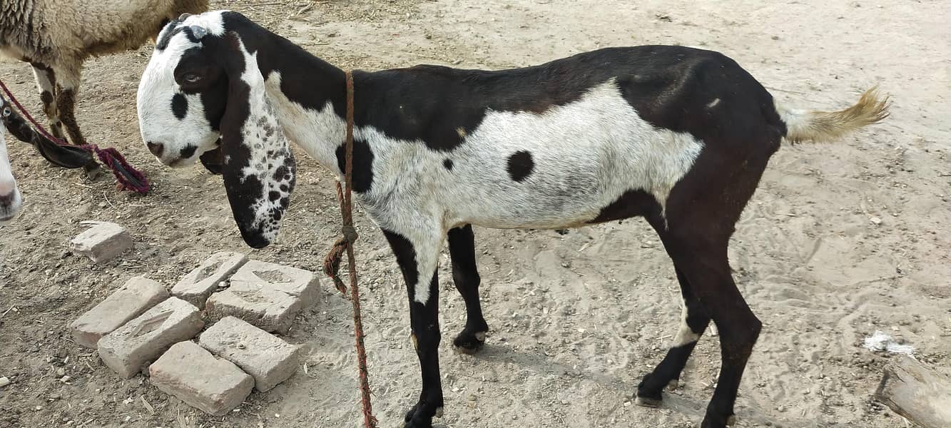 Goats 0