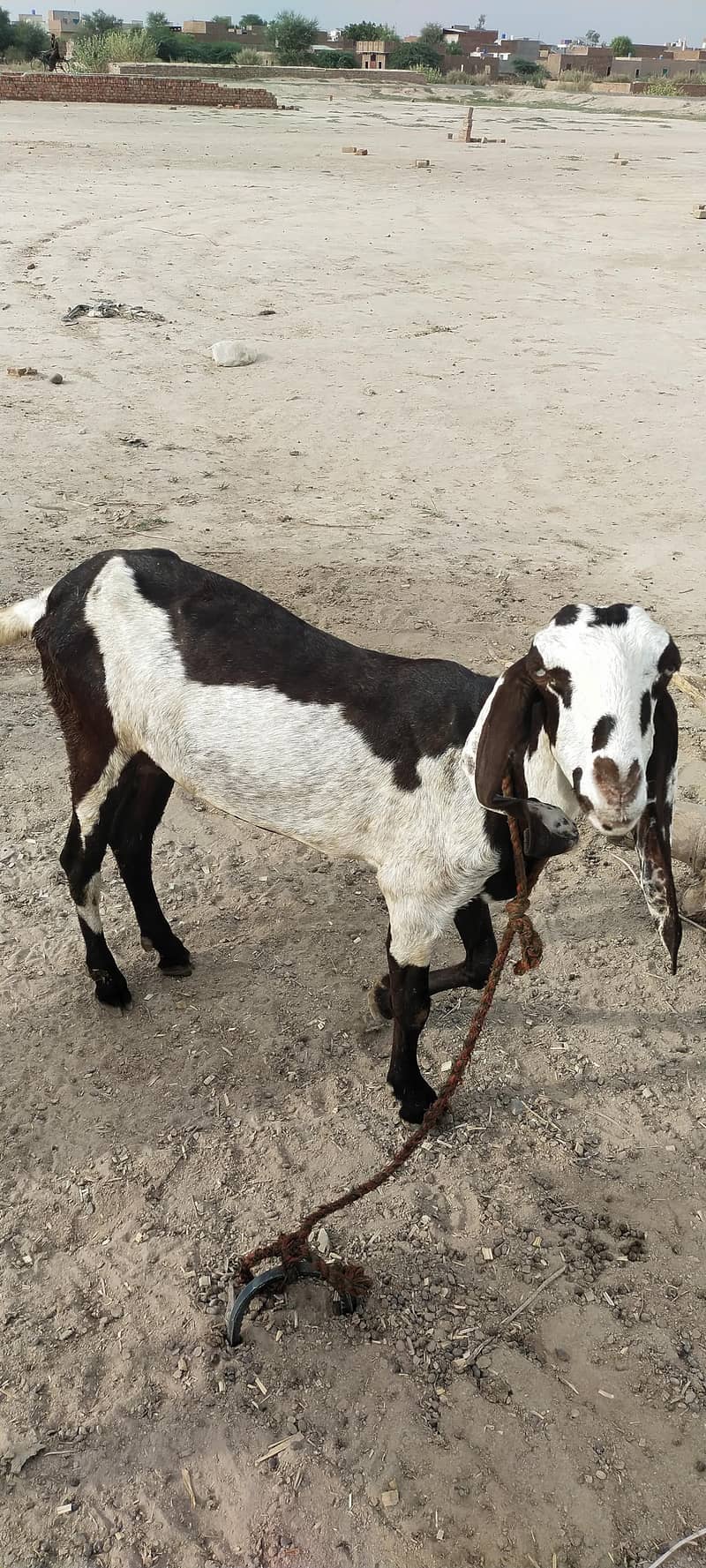 Goats 1
